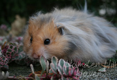 RC- Golden Umbrous Longhaired